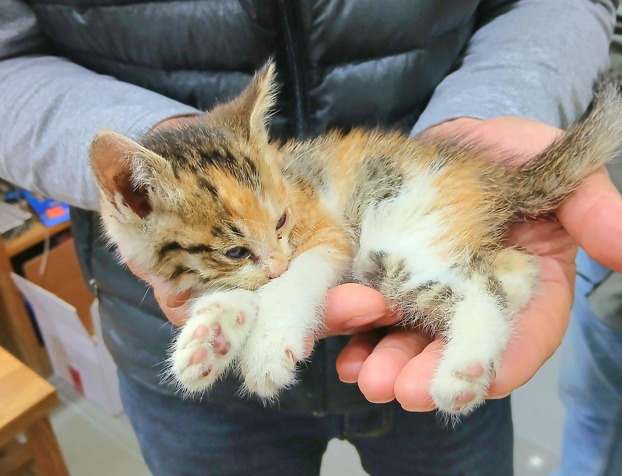 보호중 믹스묘의 가…